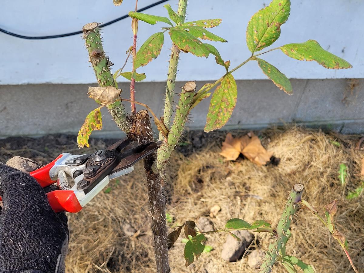 Pruning a rose in fall to protect it over winter