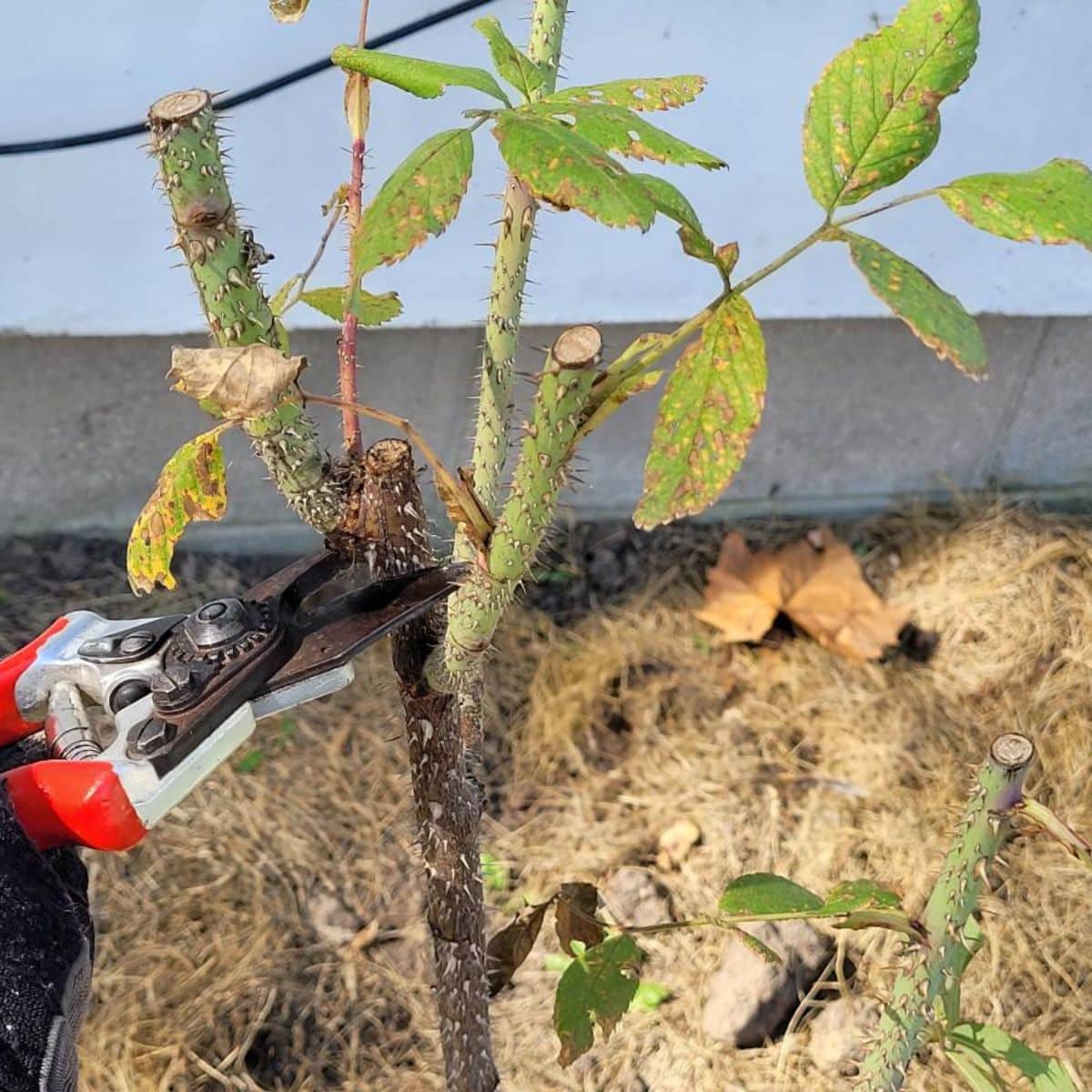 Pruning roses