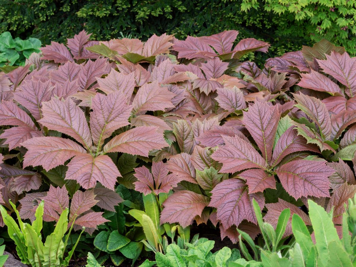 Rodgersias