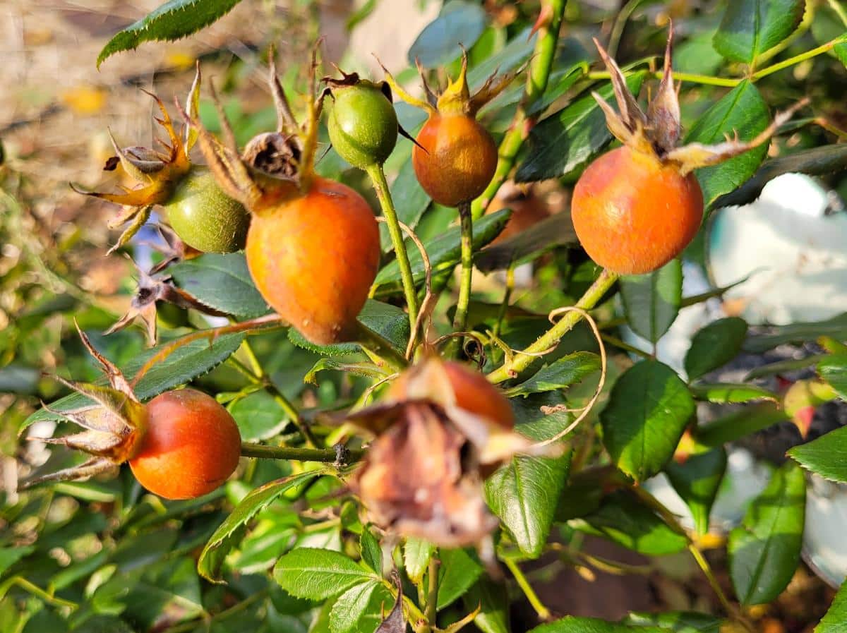 Rose hips on a rose bush