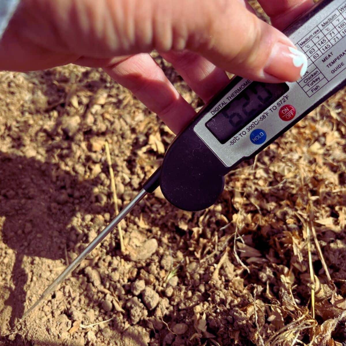 A gardener is taking a soil temperature reading.