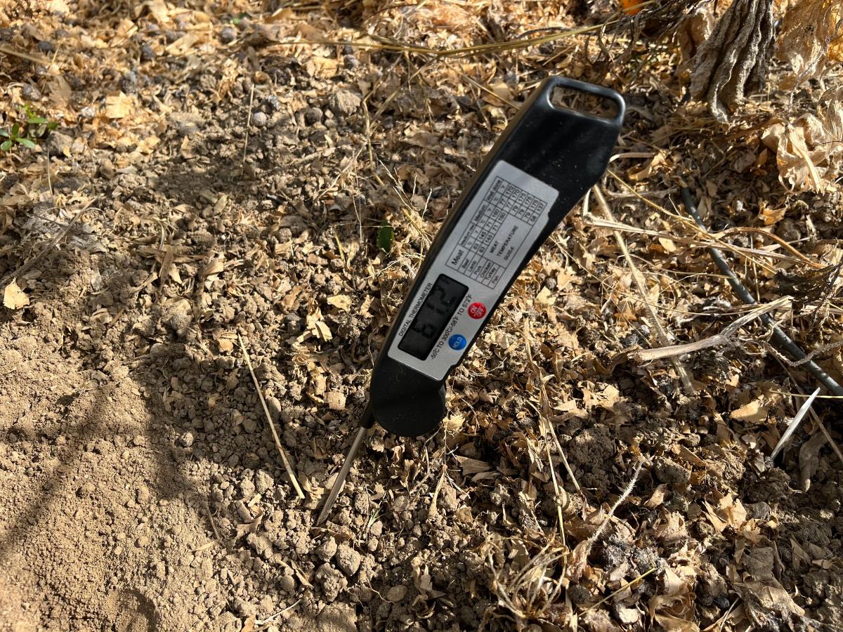 Deep soil temperature for deeper plants