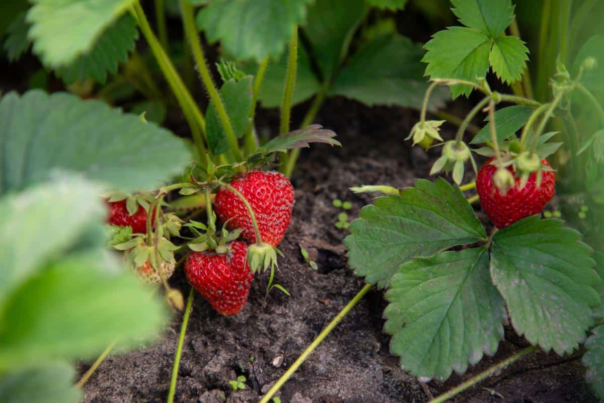 strawberries on the vine