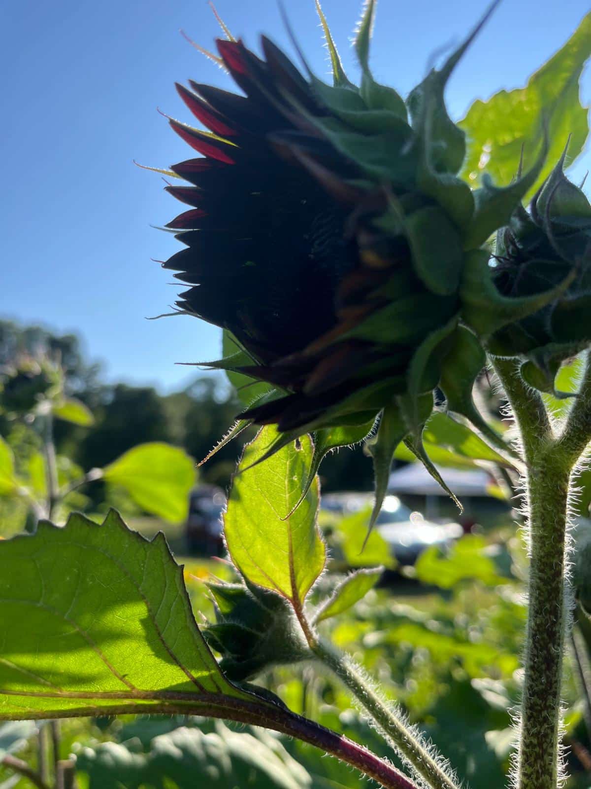 An opening sunflower right for cutting