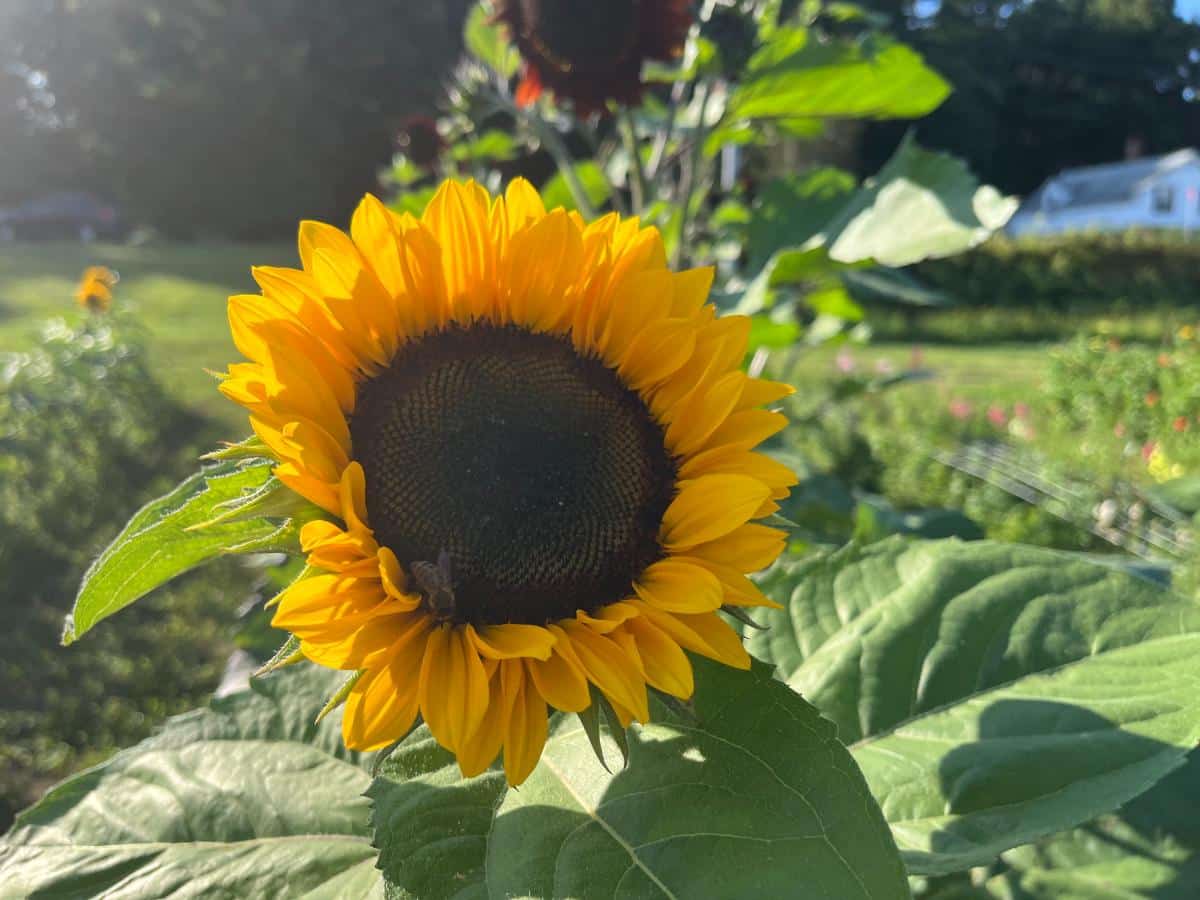 A happy bee on a sunflower