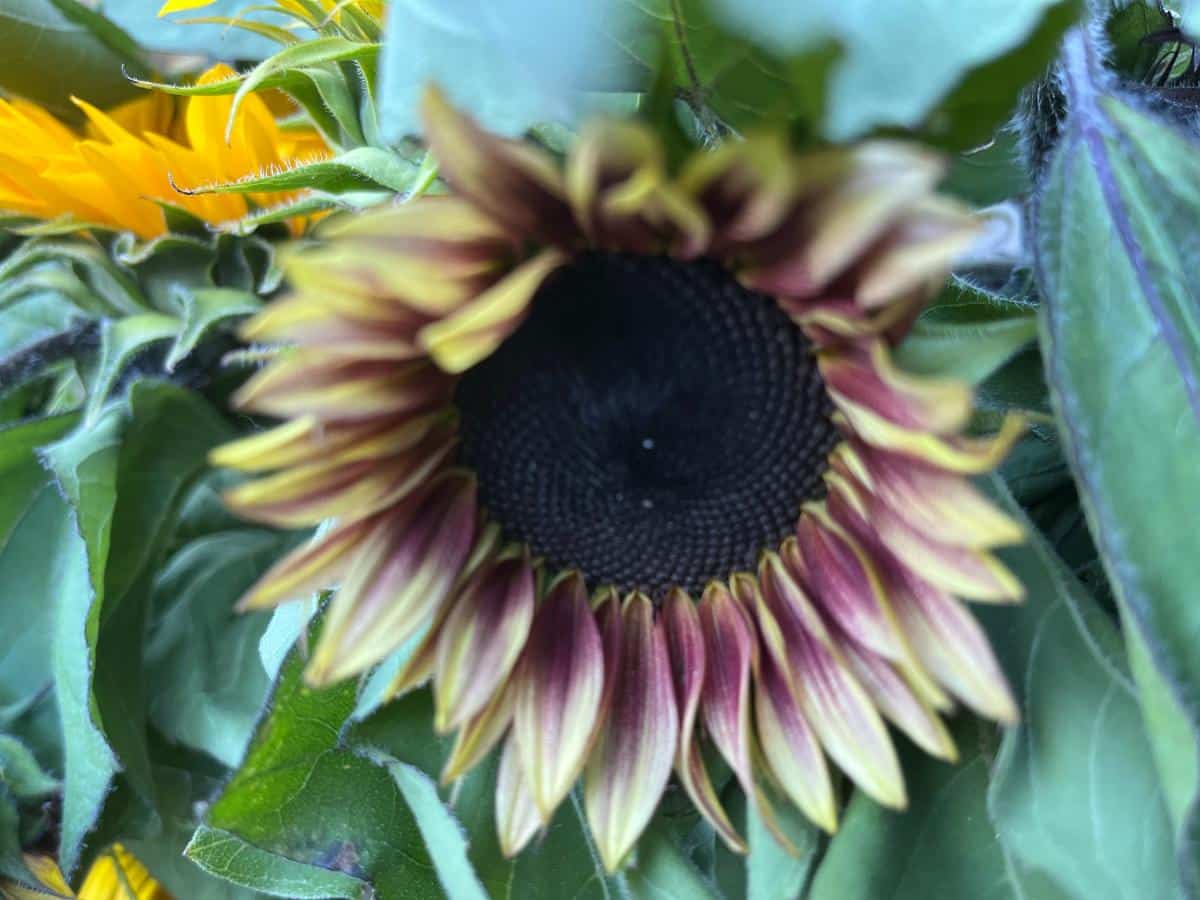 A colorful sunflower drying