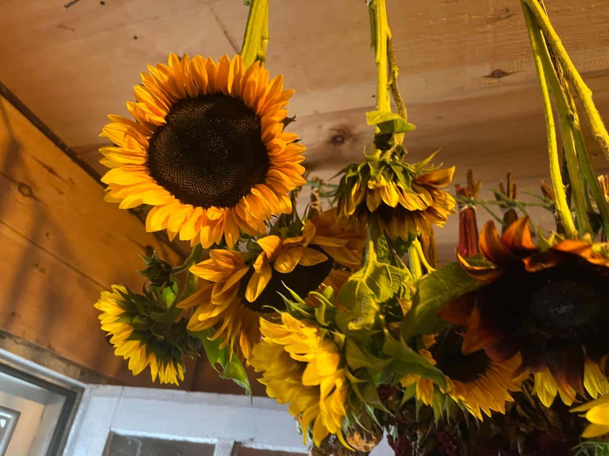 Air drying sunflowers