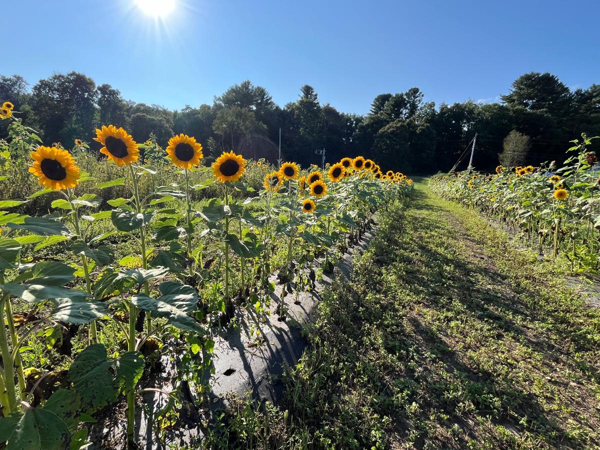 Sunflowers in a field