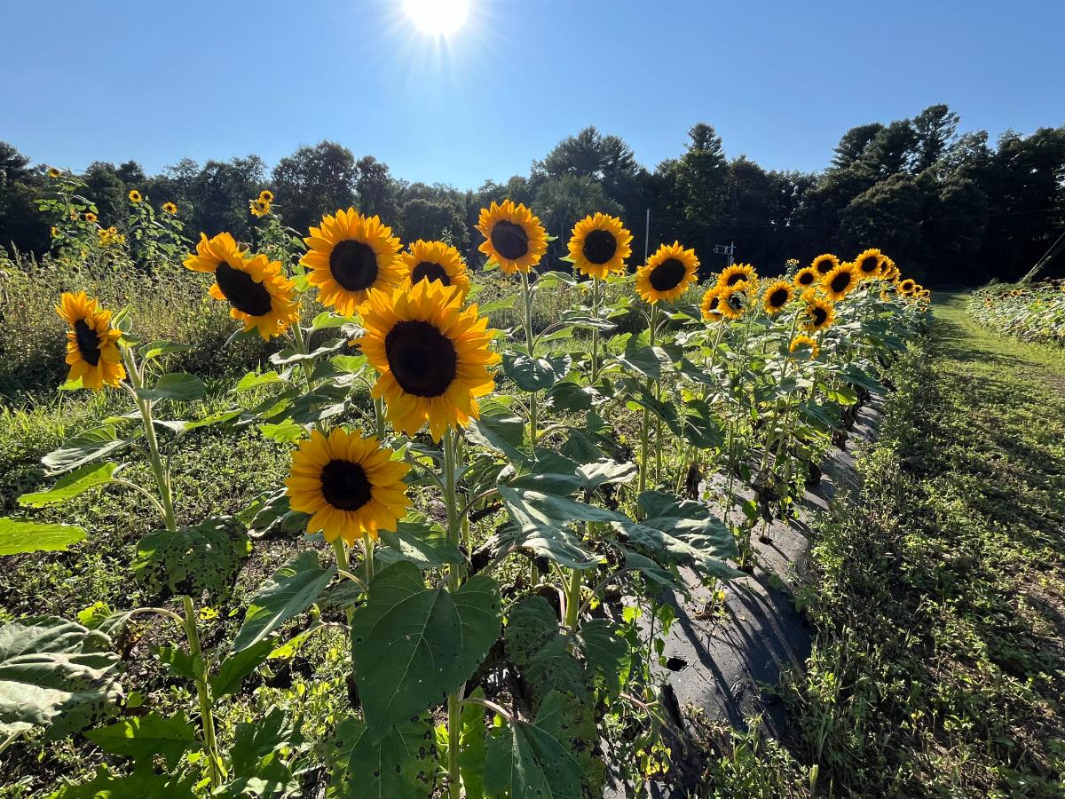 Sunflowers growing in a field