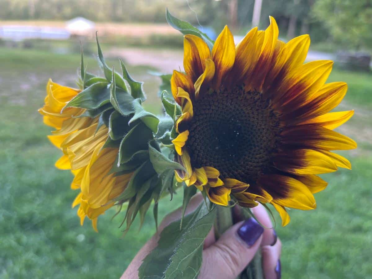 Sunflowers at the perfect stage to cut for drying