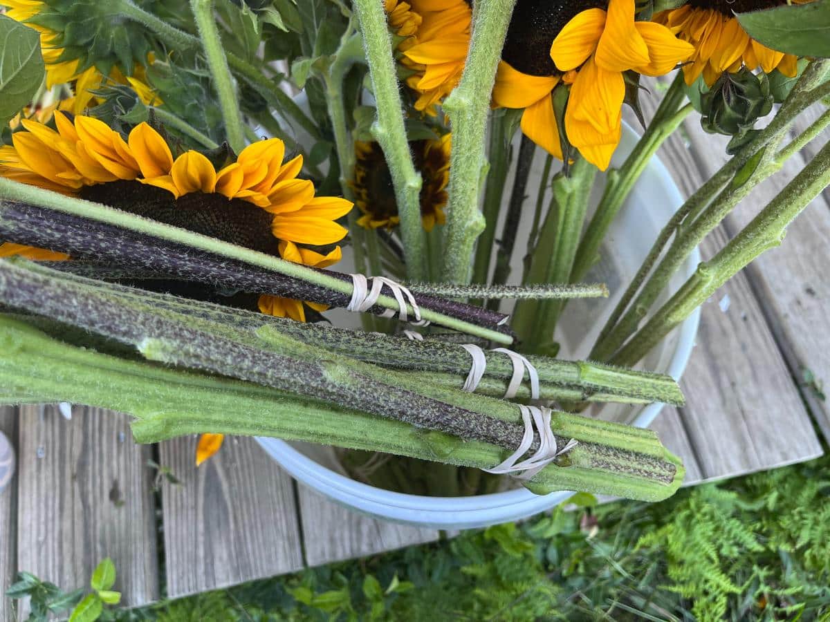 Bundled sunflowers for drying