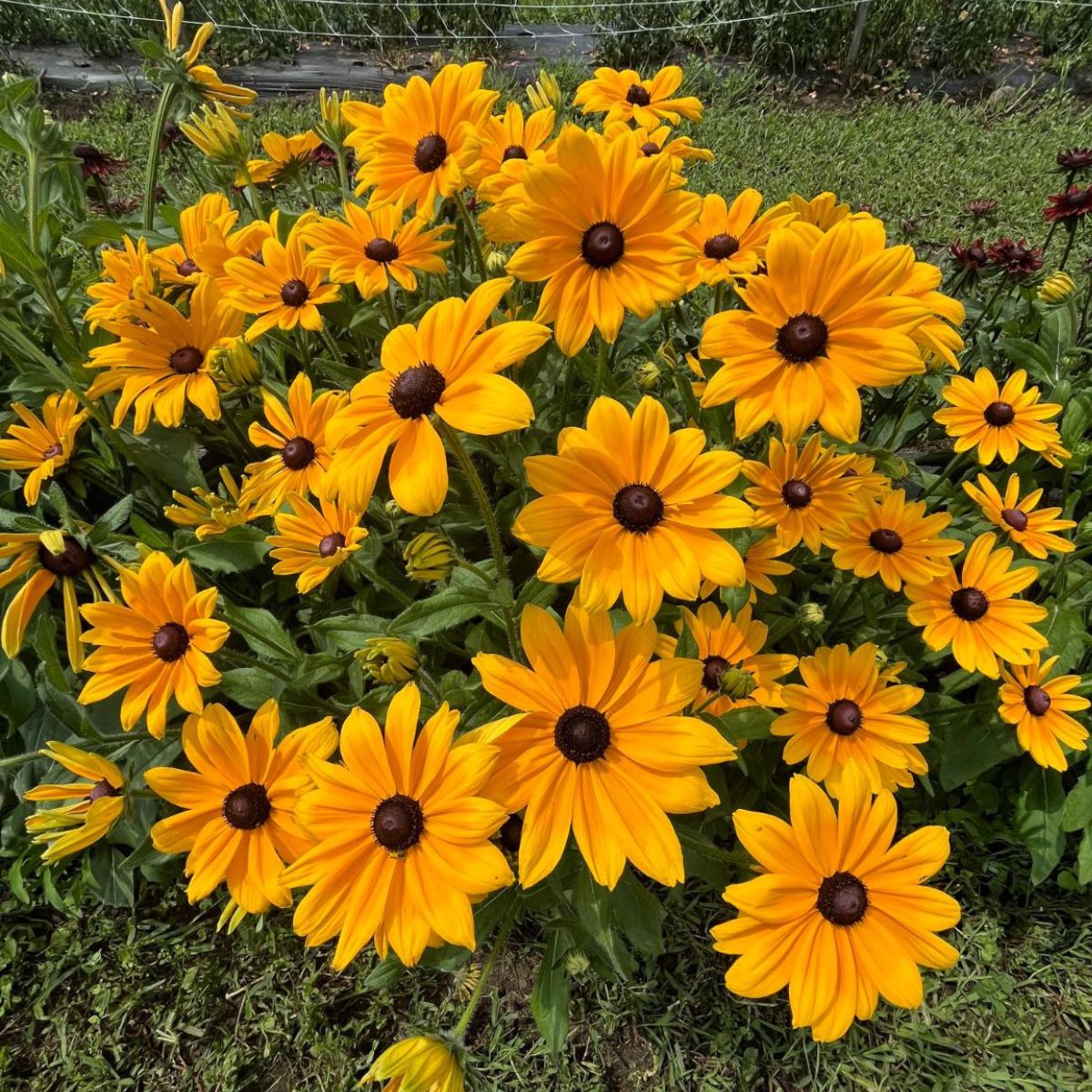 Black-eyed susans in full bloom.