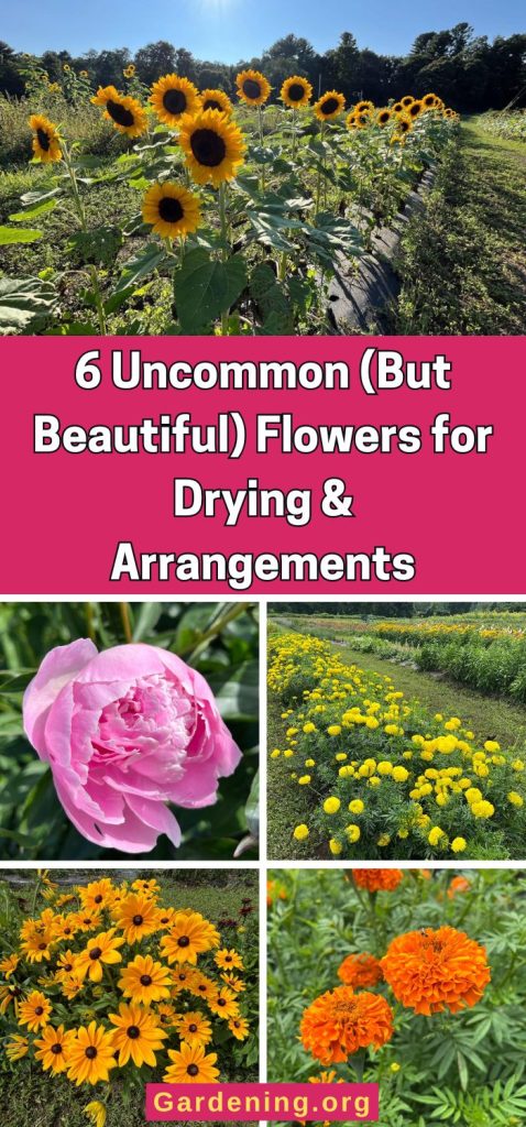 6 Uncommon (But Beautiful) Flowers for Drying & Arrangements pinterest image.