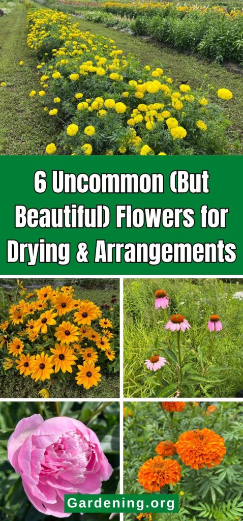 6 Uncommon (But Beautiful) Flowers for Drying & Arrangements pinterest image.