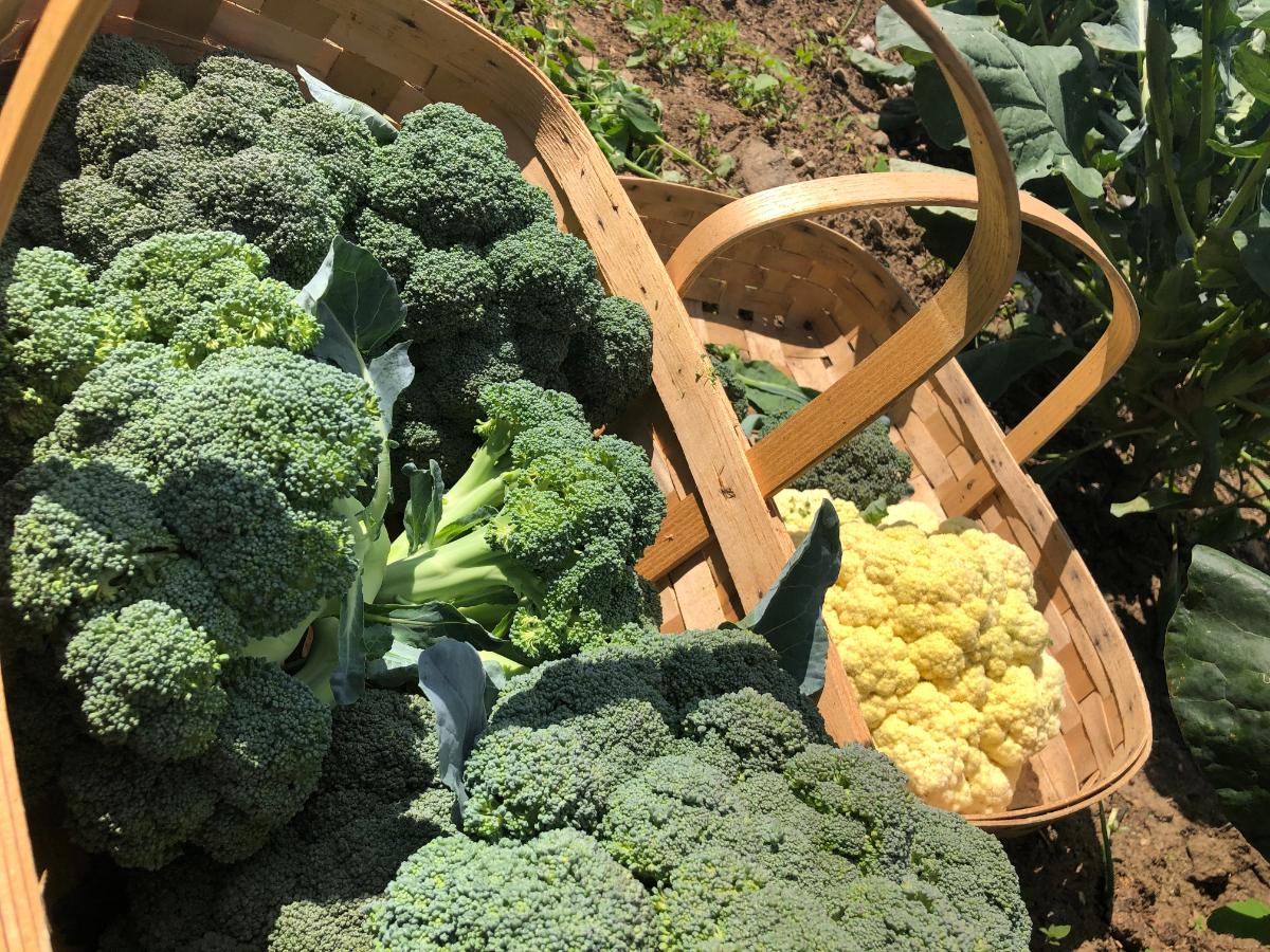 Fall harvested broccoli and cauliflower