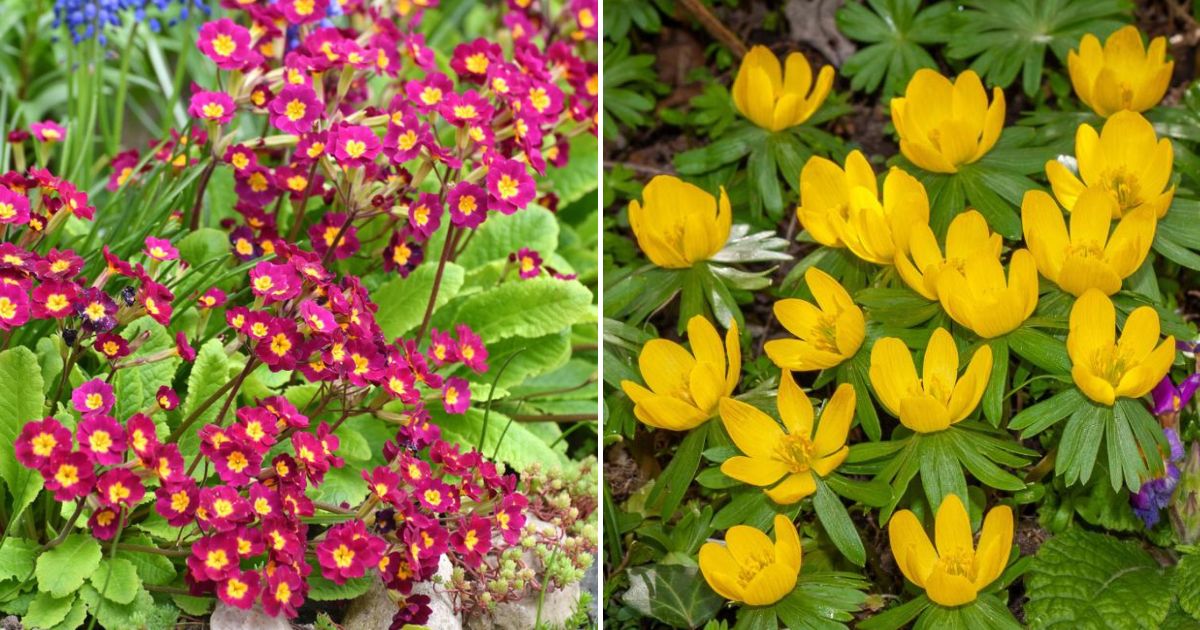 24 Best Winter Flowers That Bloom in the Cold - Gardening