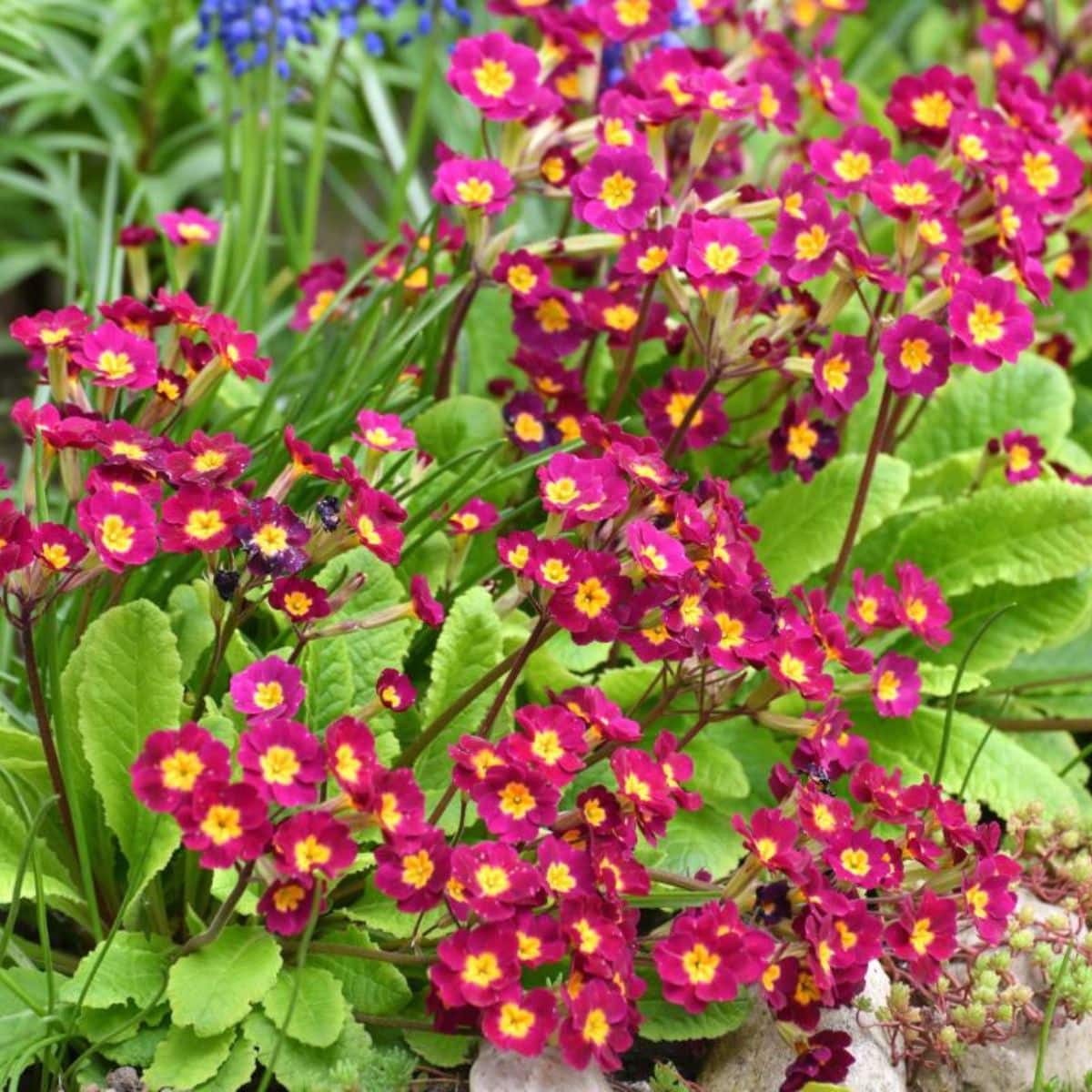 Vibrant red flowers of English Primrose