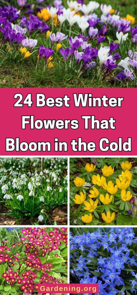 24 Best Winter Flowers That Bloom in the Cold pinterest image.