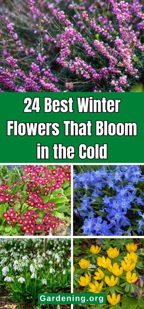 24 Best Winter Flowers That Bloom in the Cold pinterest image.