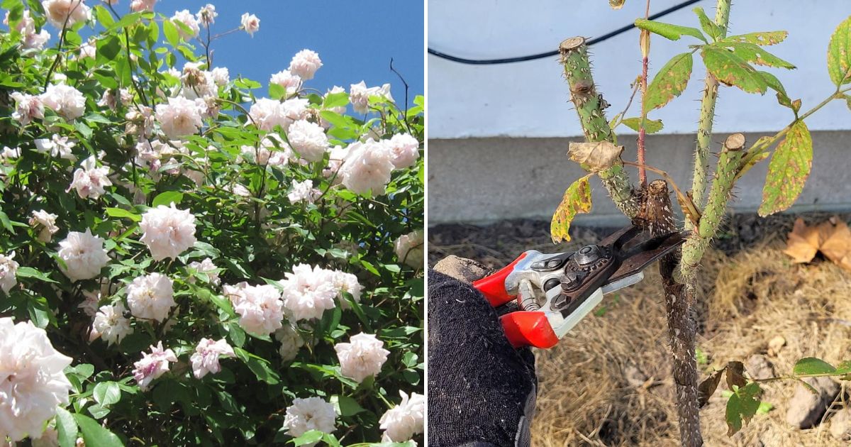 When to Prune Roses for Winter - Gardening
