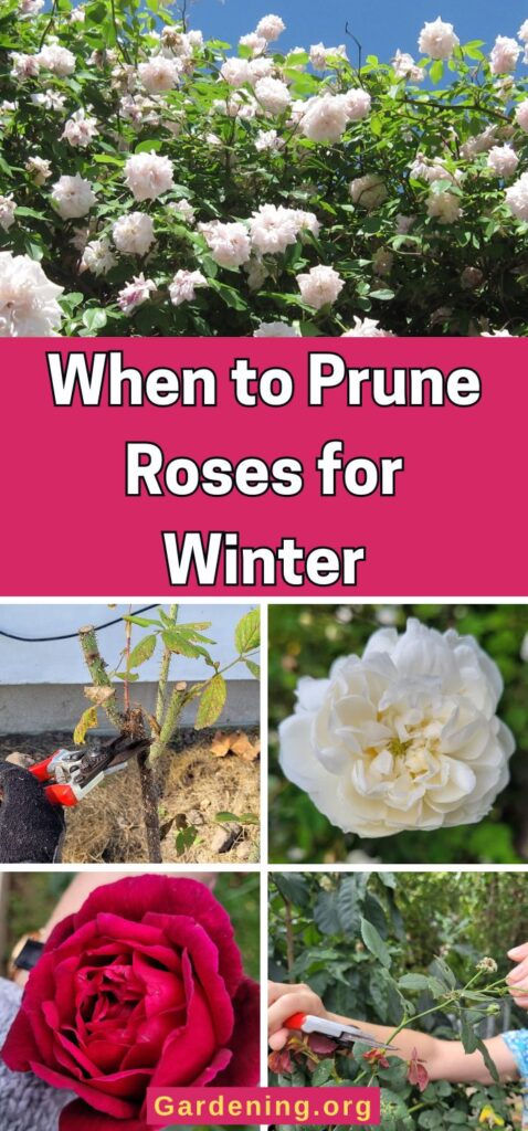 When to Prune Roses for Winter pinterest image.