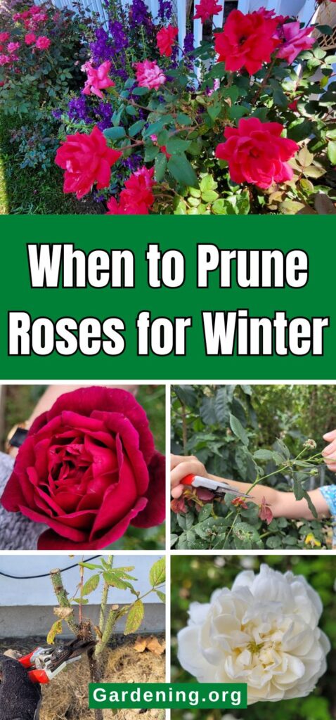 When to Prune Roses for Winter pinterest image.