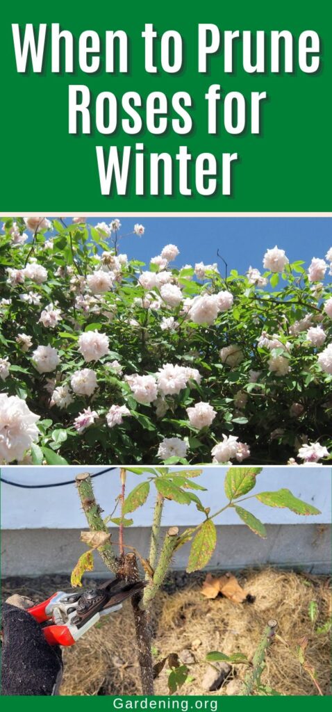 When to Prune Roses for Winter pinterest image.