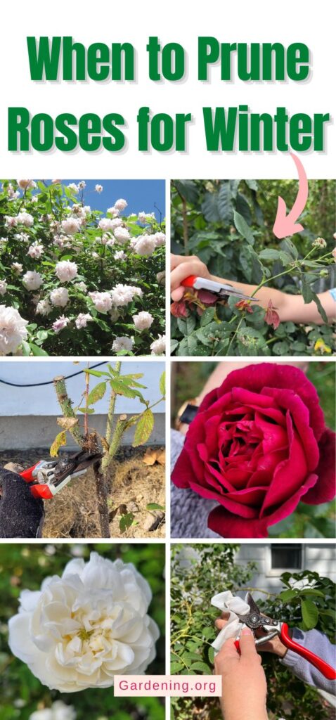 When to Prune Roses for Winter pinterest image.