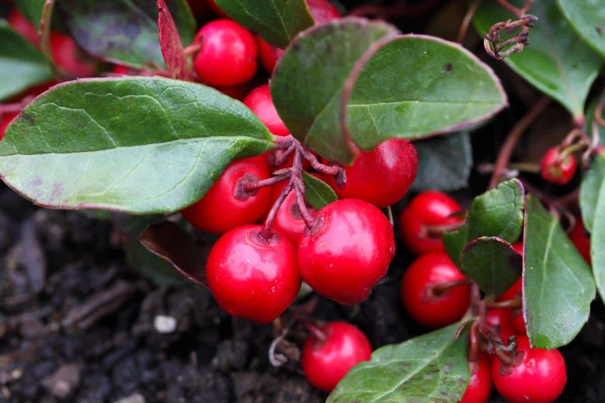 Wintergreen ground cover plants