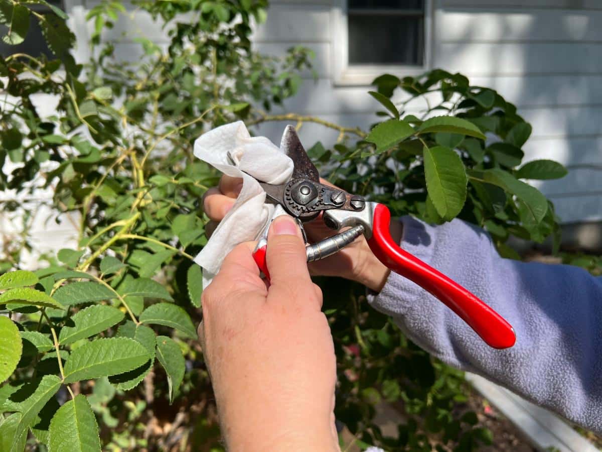 Cleaning pruners between rose bushes to prevent disease spread