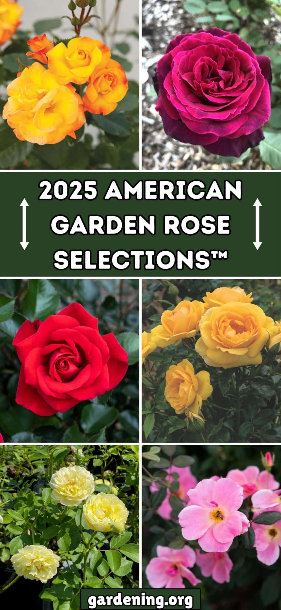 Meet the Winning Roses of the 2025 American Garden Rose Selections™ collage