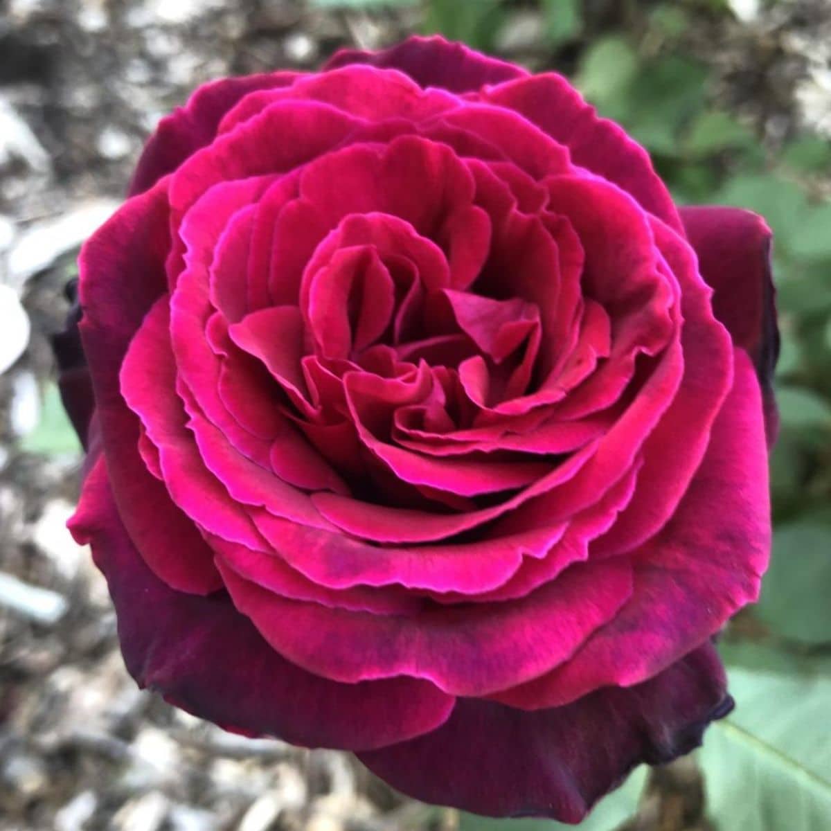 Brindabella Roses™ Crimson Knight
