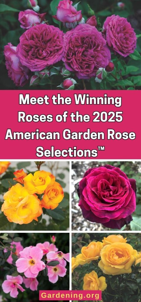 Meet the Winning Roses of the 2025 American Garden Rose Selections™ pinterest image