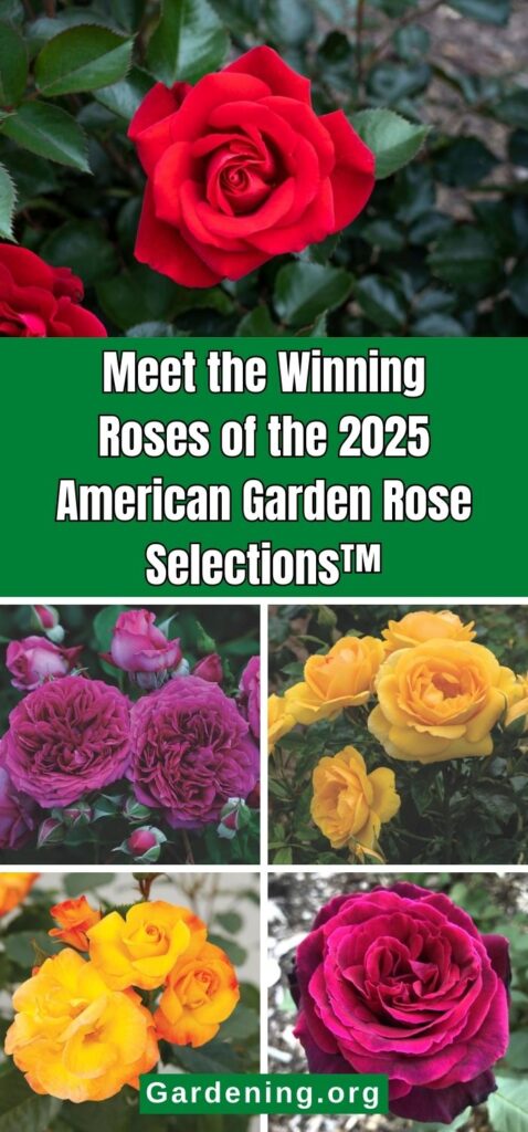 Meet the Winning Roses of the 2025 American Garden Rose Selections™ pinterest image