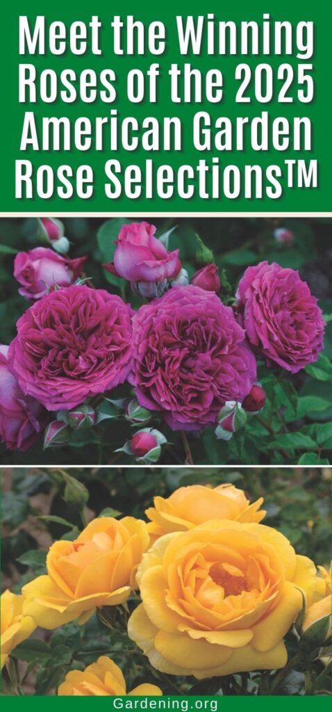 Meet the Winning Roses of the 2025 American Garden Rose Selections™ pinterest image