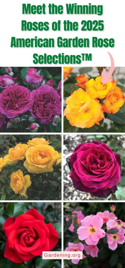 Meet the Winning Roses of the 2025 American Garden Rose Selections™ pinterest image