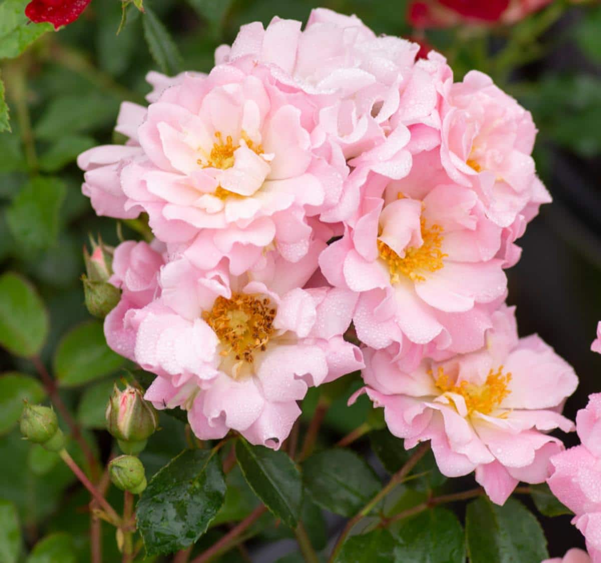 Blushing Drift Rose