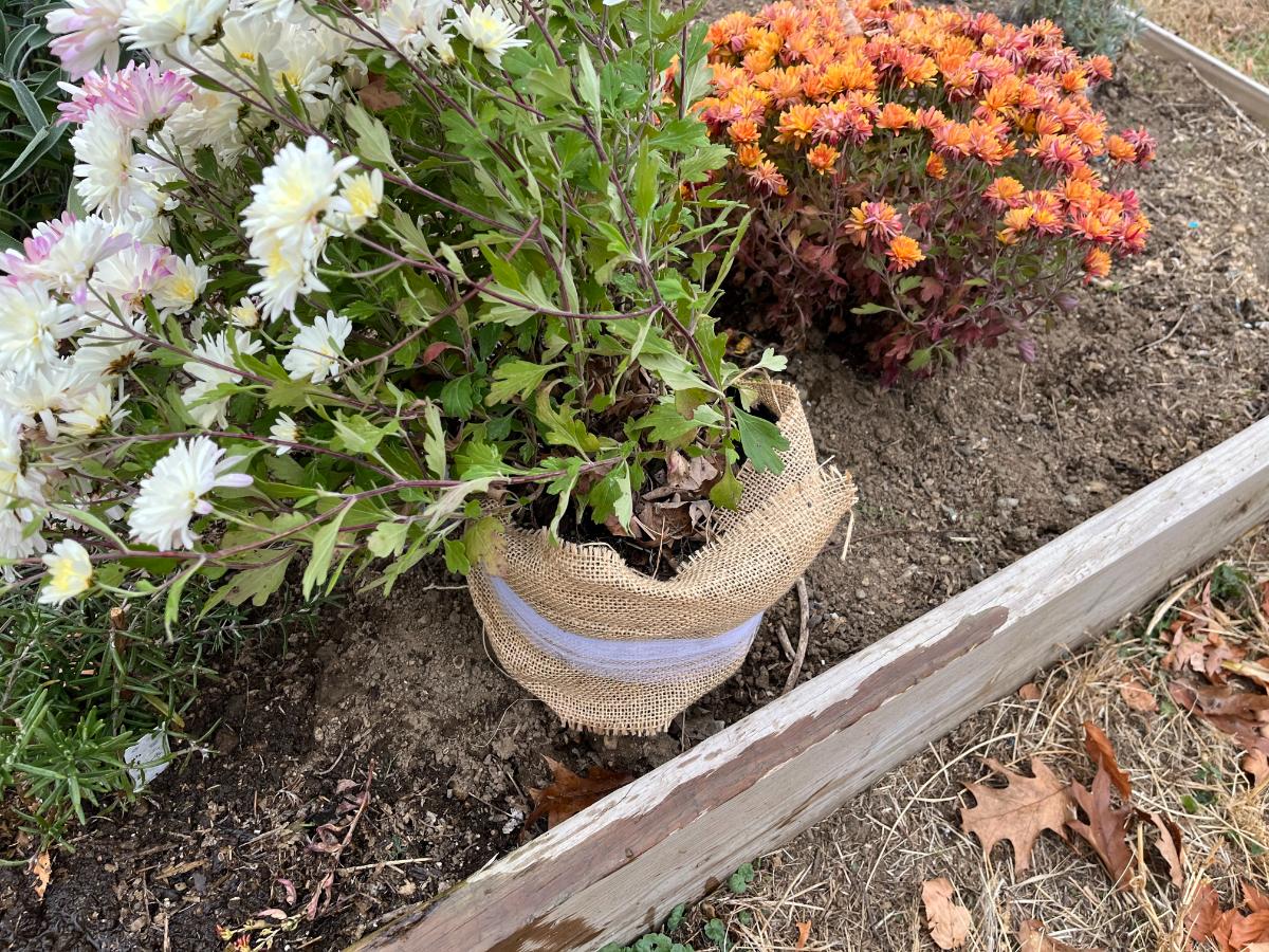 Potted mum plant to move in in frost