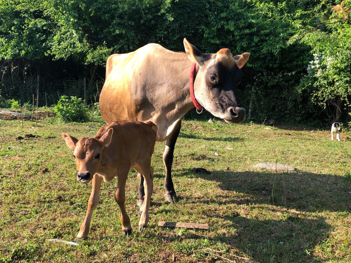 A dairy cow with her calf