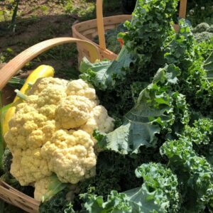 Fresh vegetables in a basket.