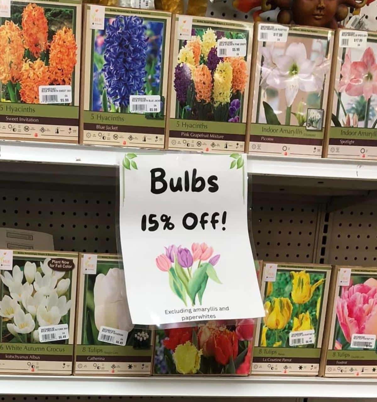 Garden bulbs on sale