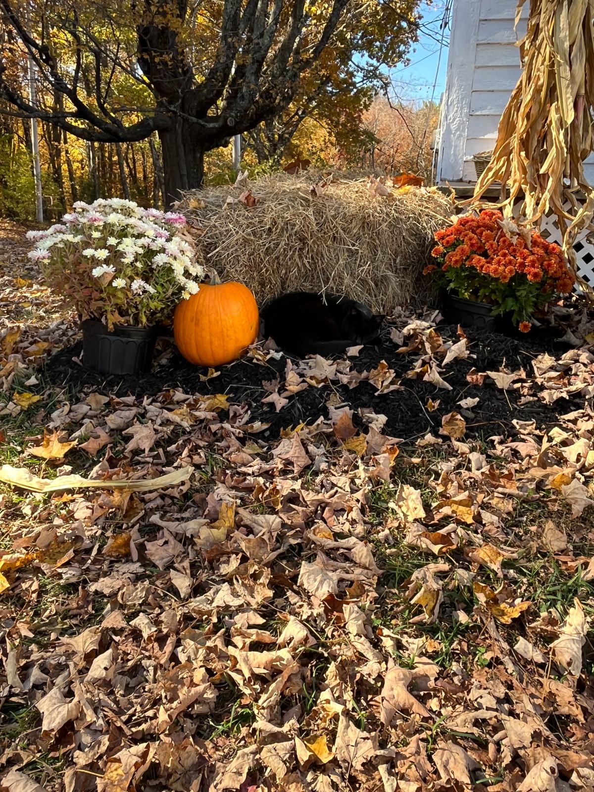 Cat napping on a fall display with leaves