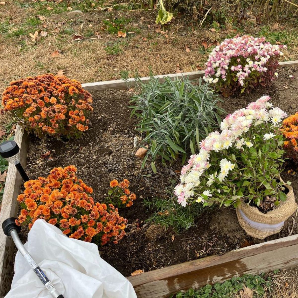 A garden raised bed with perennial plants during fall.