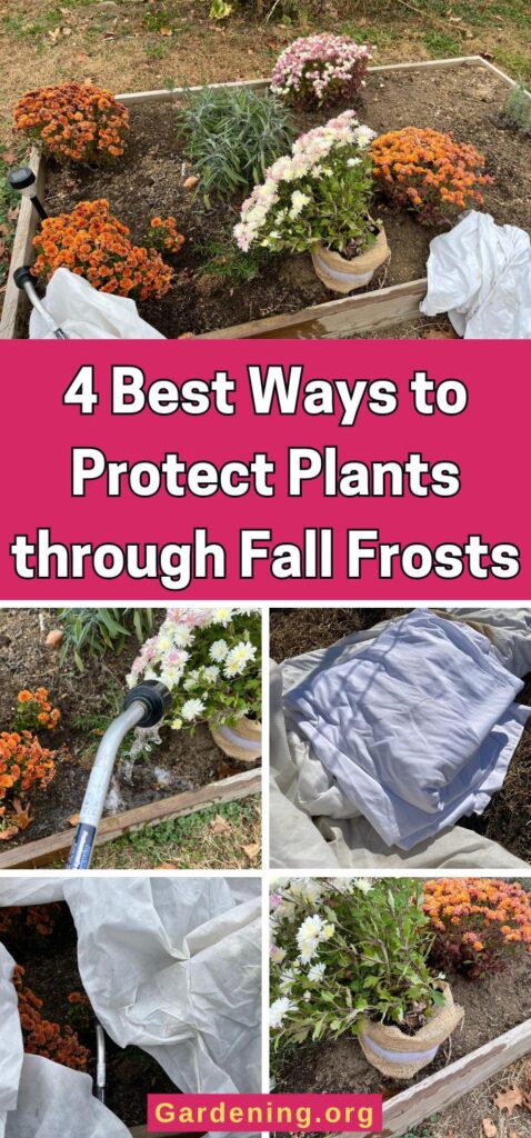 4 Best Ways to Protect Plants through Fall Frosts pinterest image