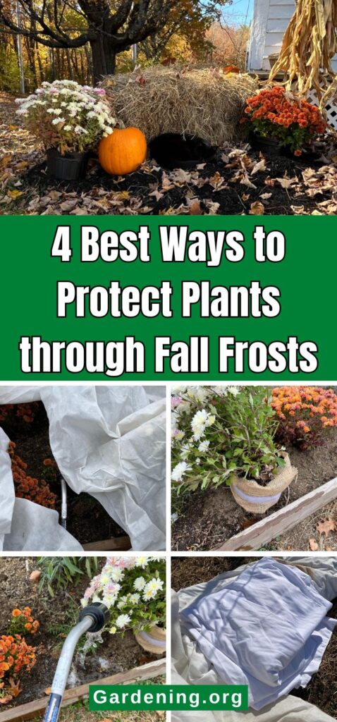 4 Best Ways to Protect Plants through Fall Frost