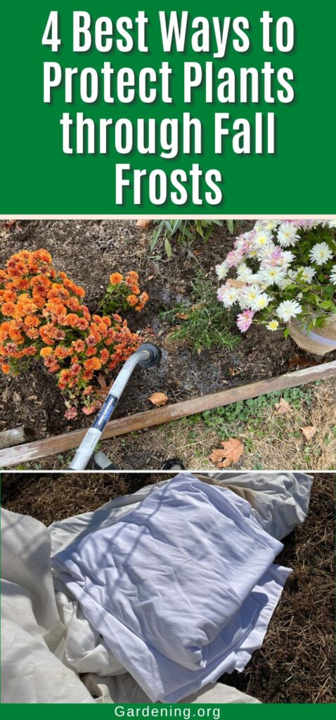 4 Best Ways to Protect Plants through Fall Frosts pinterest image