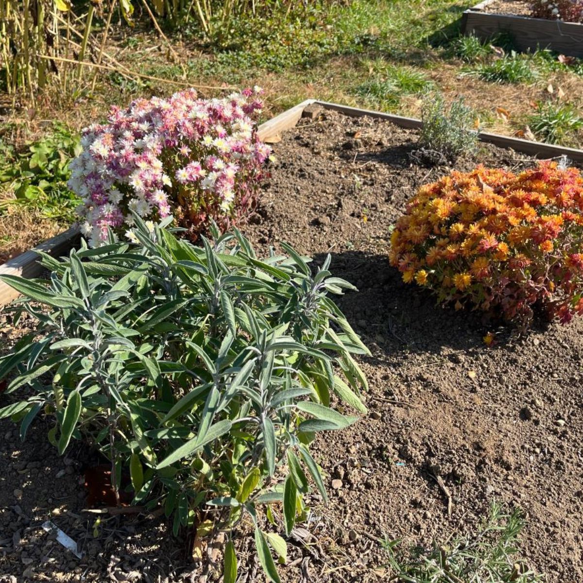 A garden raised bed with fall plants