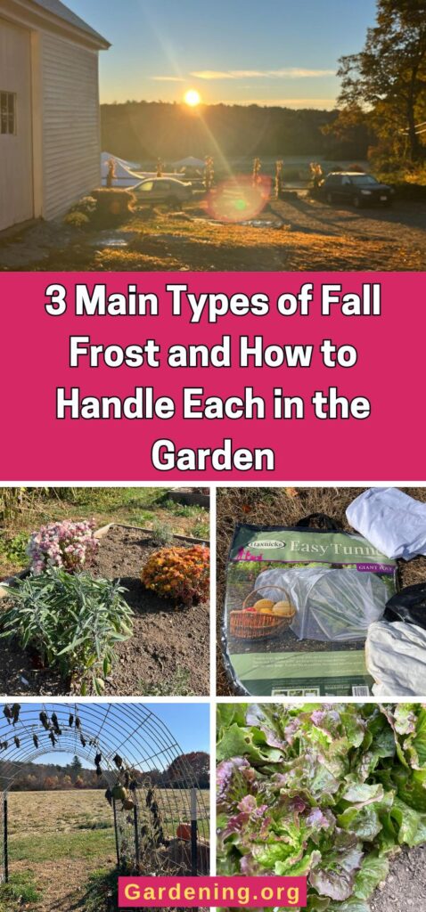 3 Main Types of Fall Frost and How to Handle Each in the Garden pinterest image