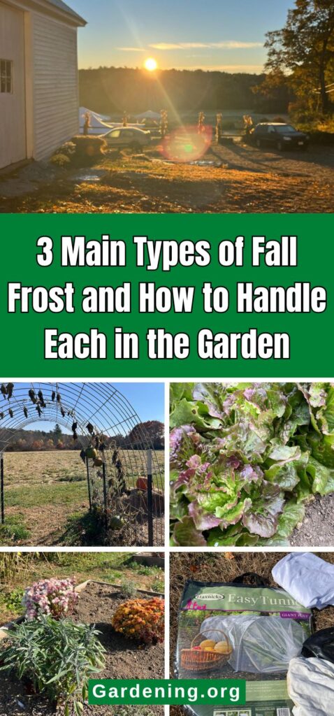 3 Main Types of Fall Frost and How to Handle Each in the Garden pinterest image