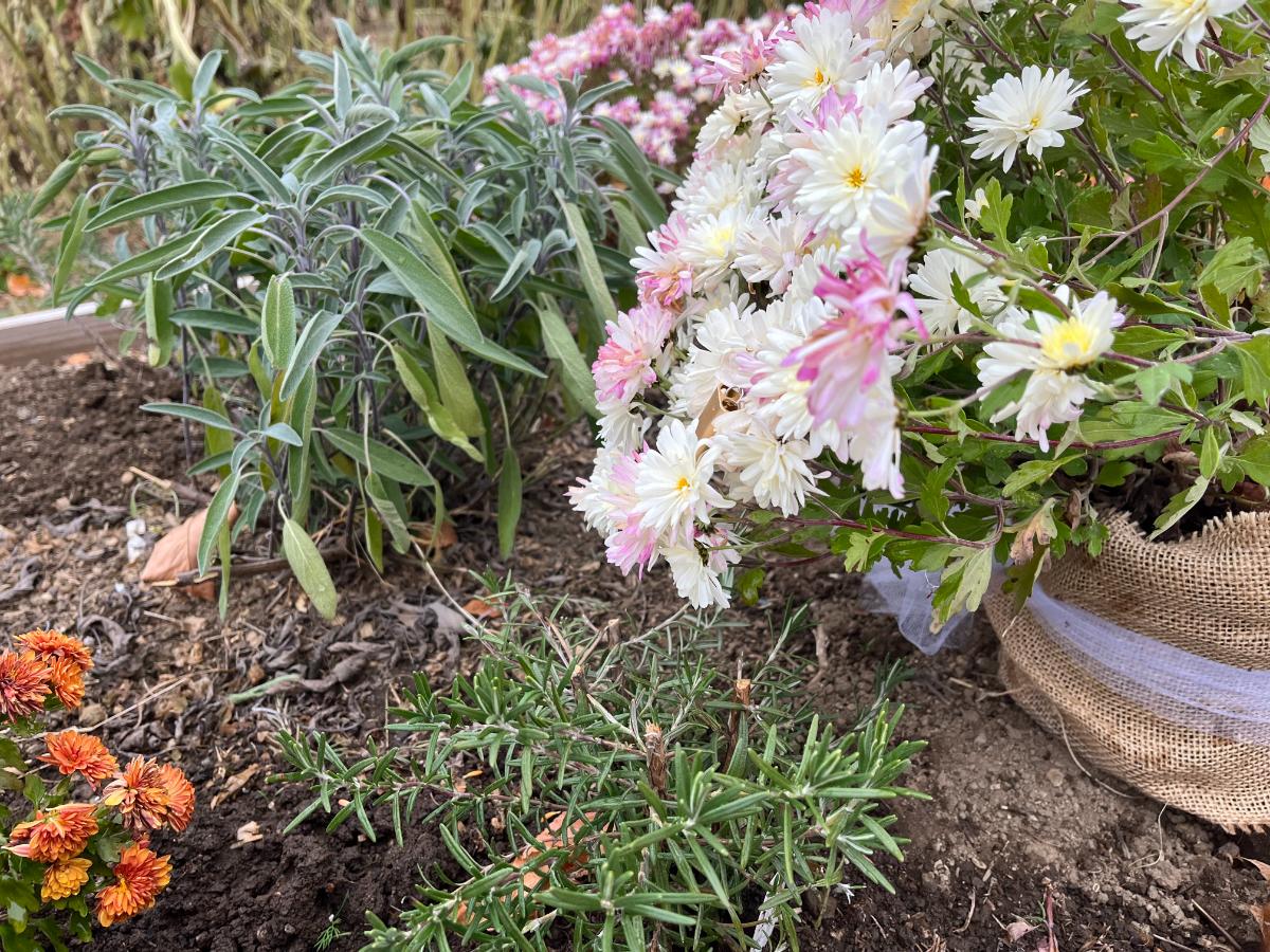 Frost hardy herbs in an herb bed